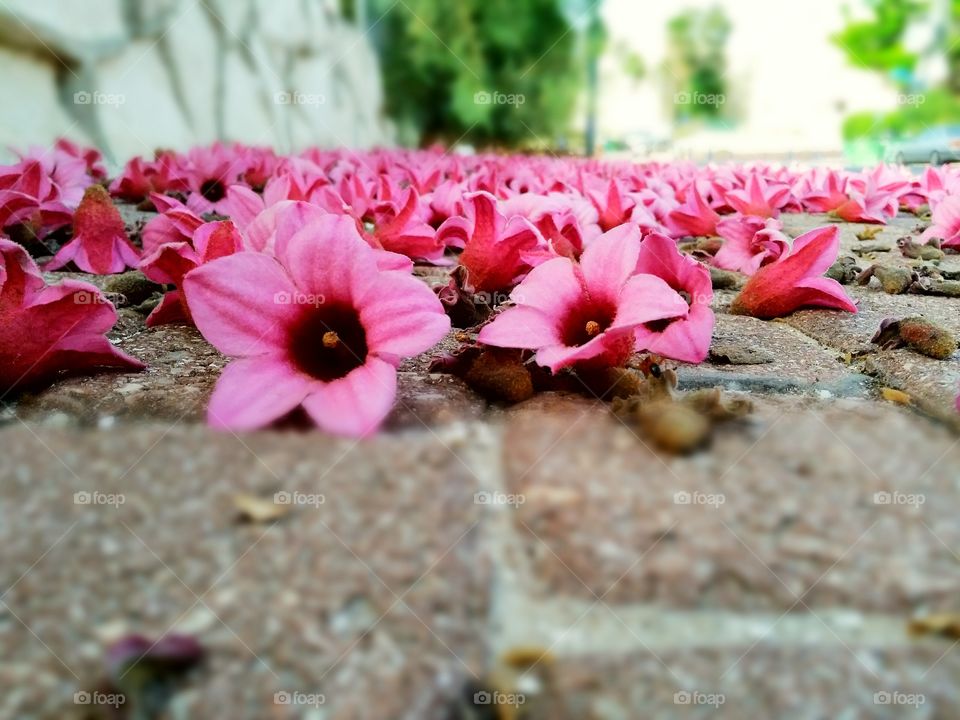 pink flower low angle