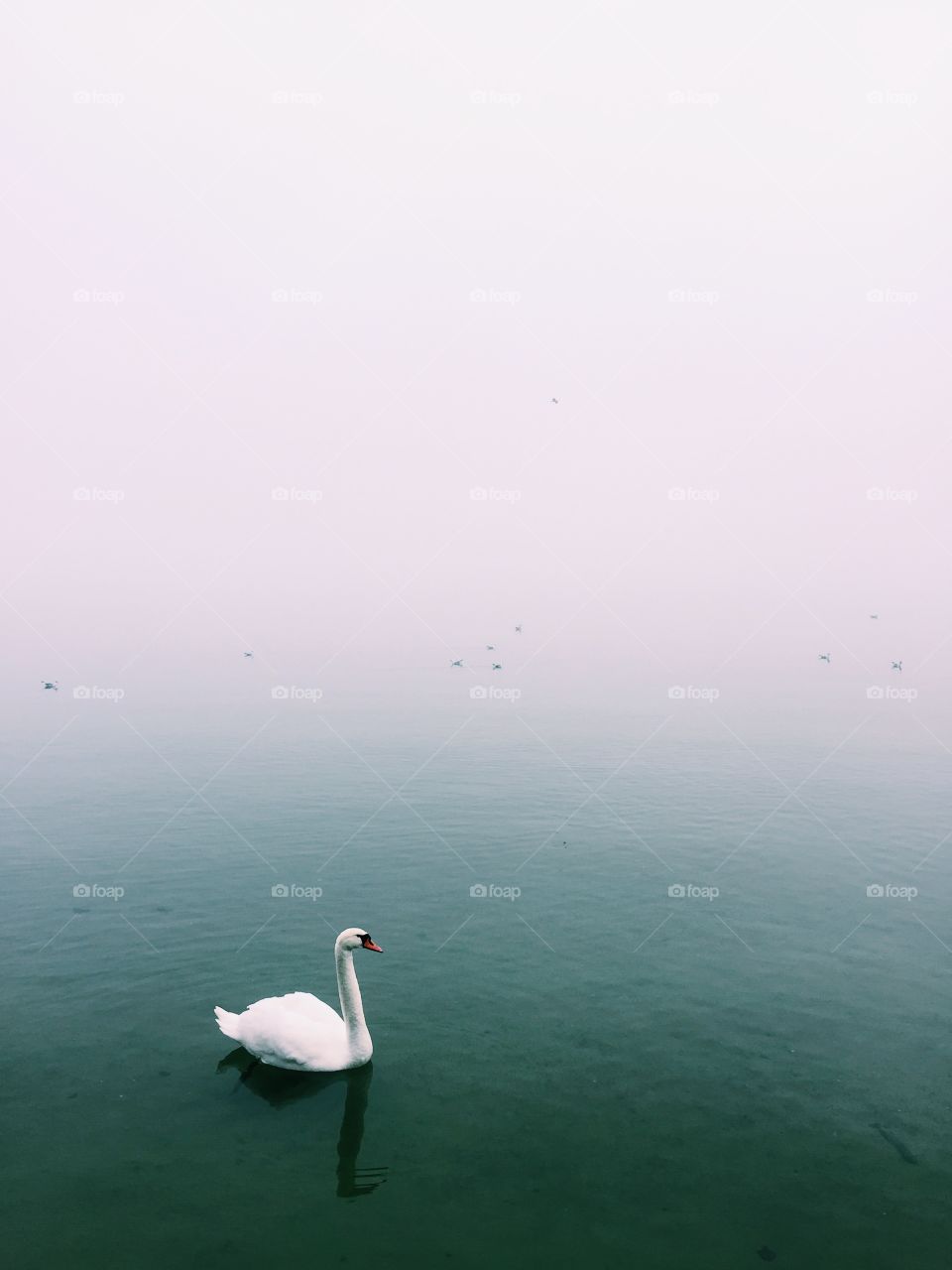 Foggy days at the sea. Swan.