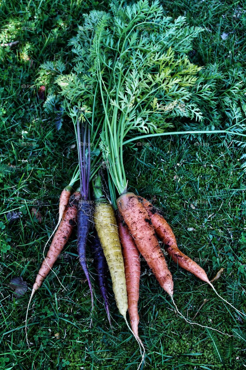 First harvest this fall