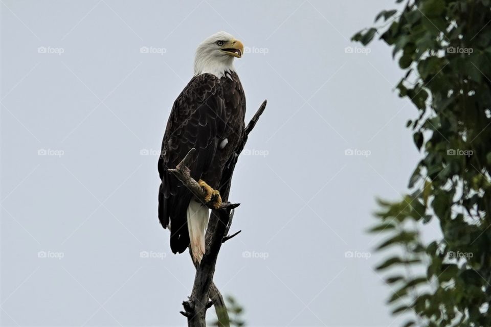 An impressive mature bald eagle sits on a high branch patiently waiting for it's next meal