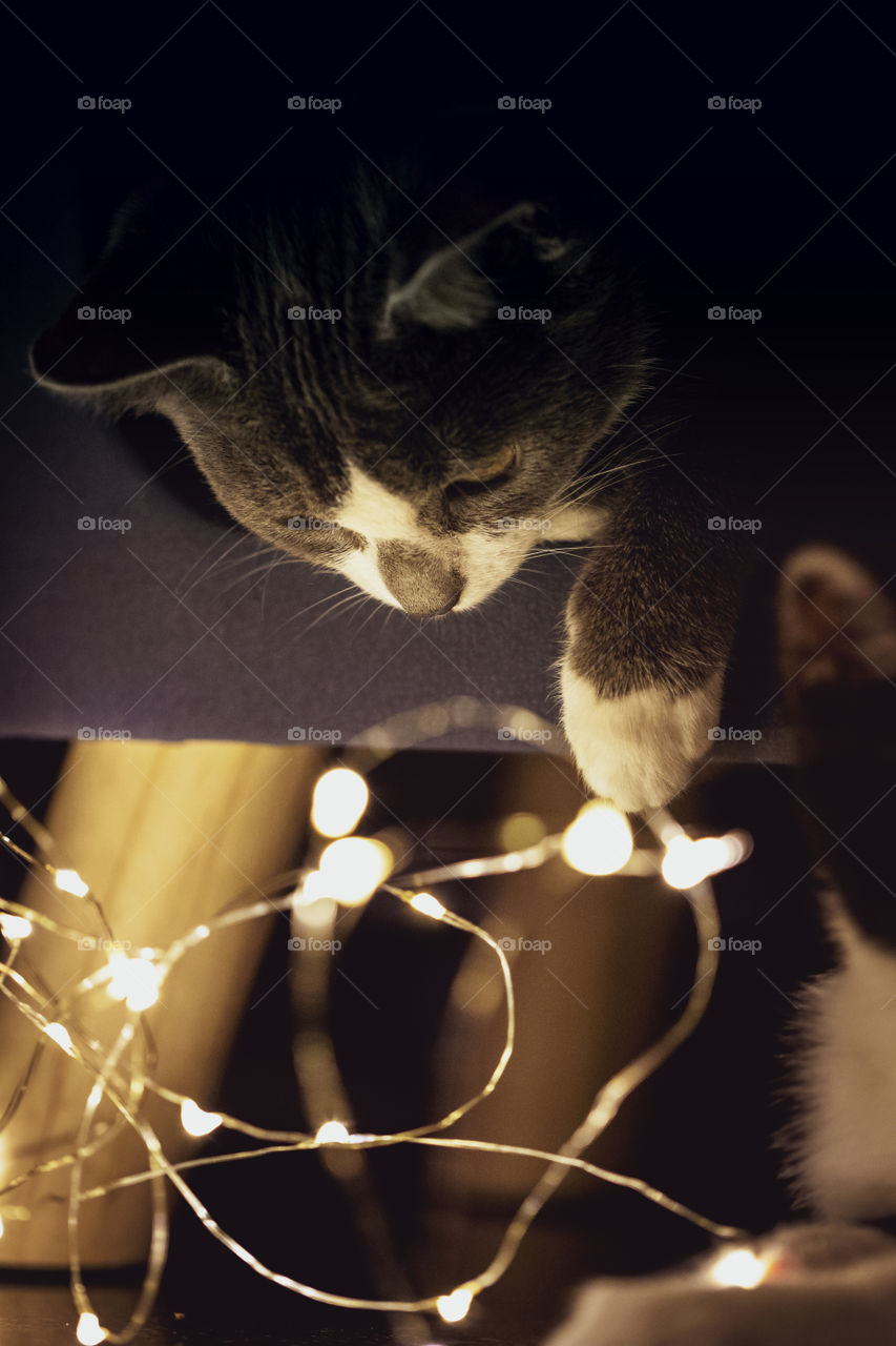 A portrait of a cute young cat looking down at some fairy lights and playing with them with its paw.