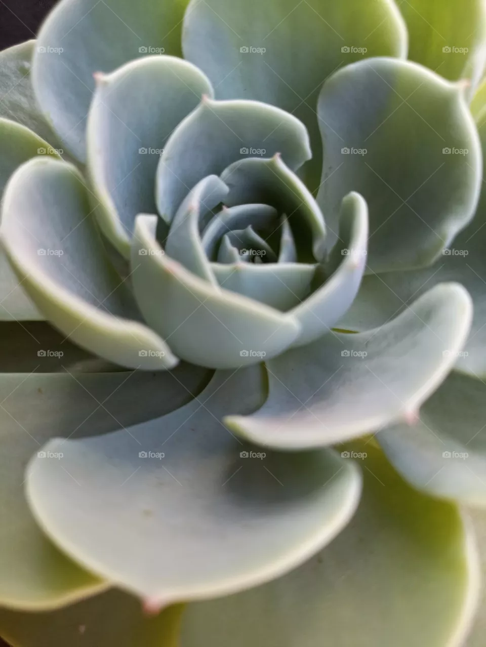 plantas