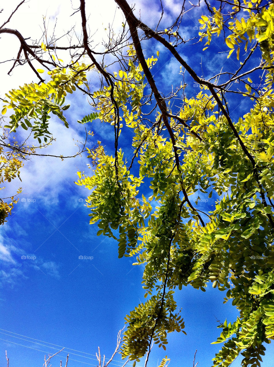 sky green nature blue by king