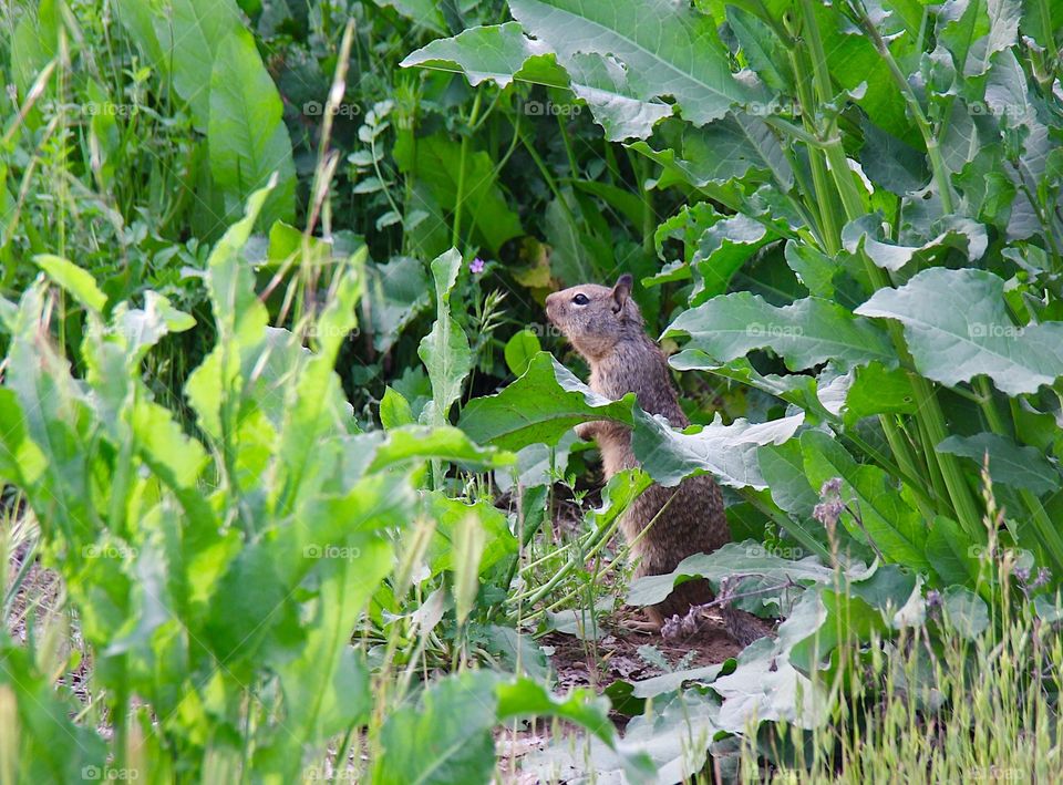 Ground squirrel 