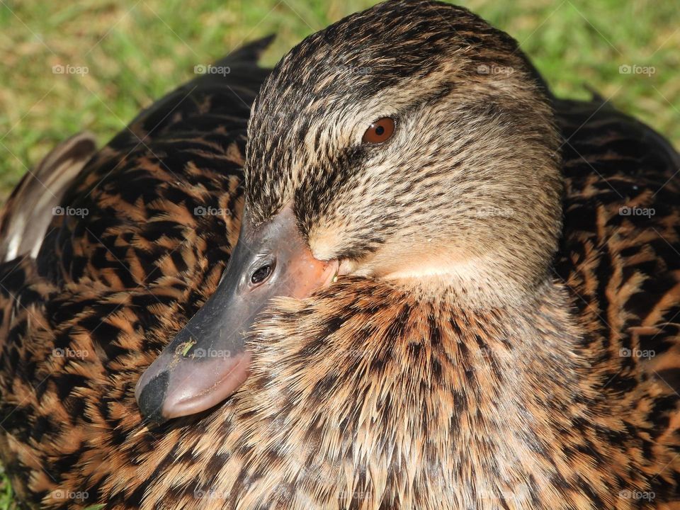 A close up of a duck 