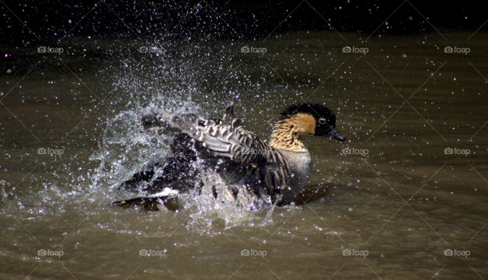 water duck sunshine splashing by gbp