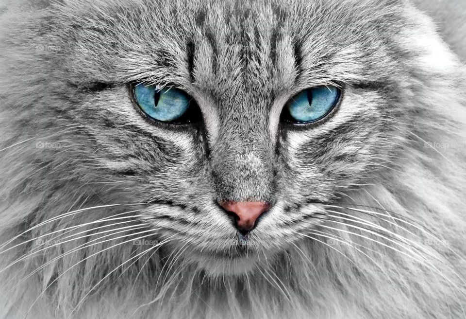 Beautiful Cat & Eyes