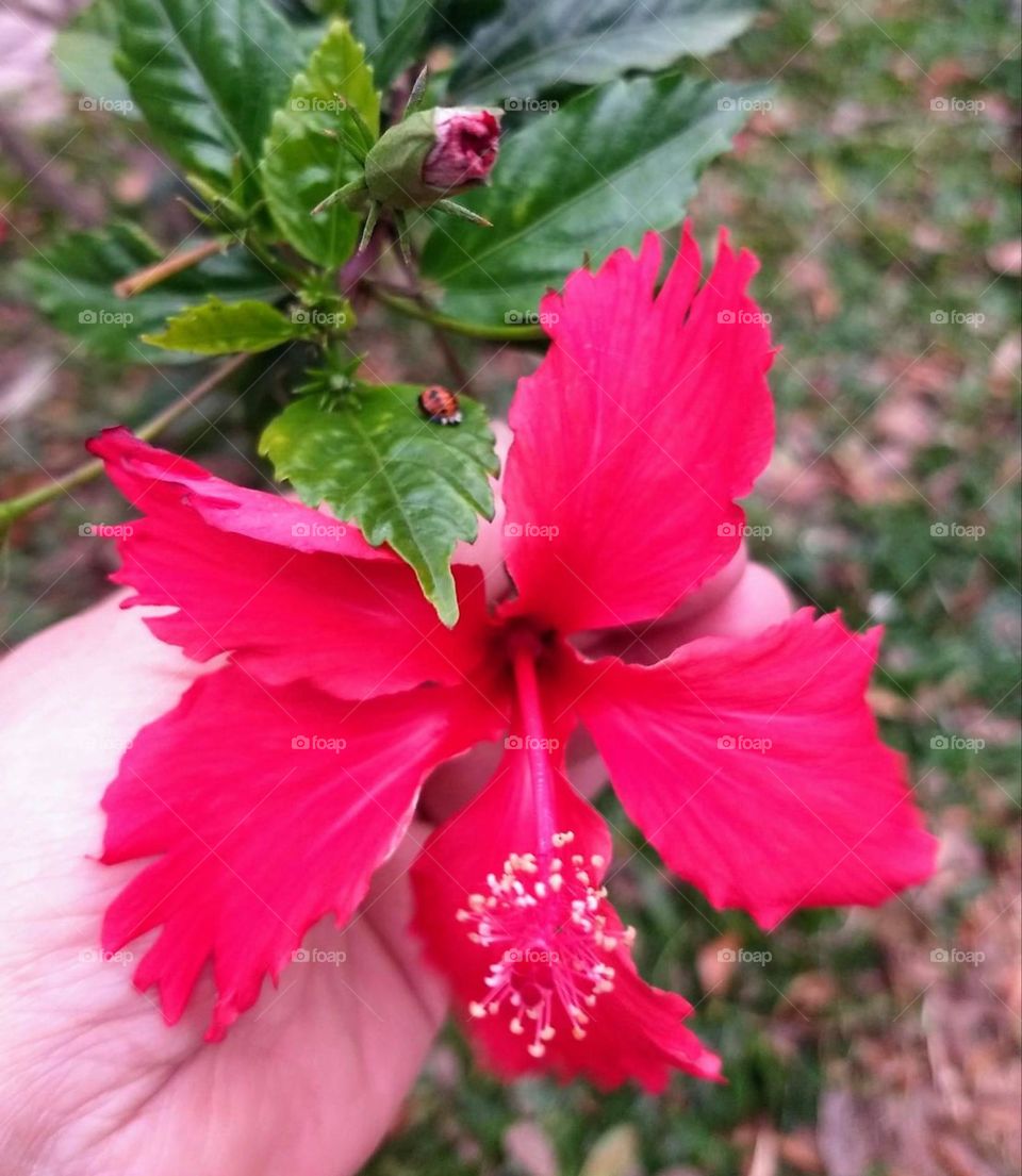 Red hibiscus and ladybug ❤️🐞