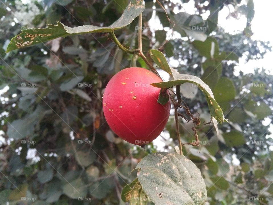 A fruits in the wild.