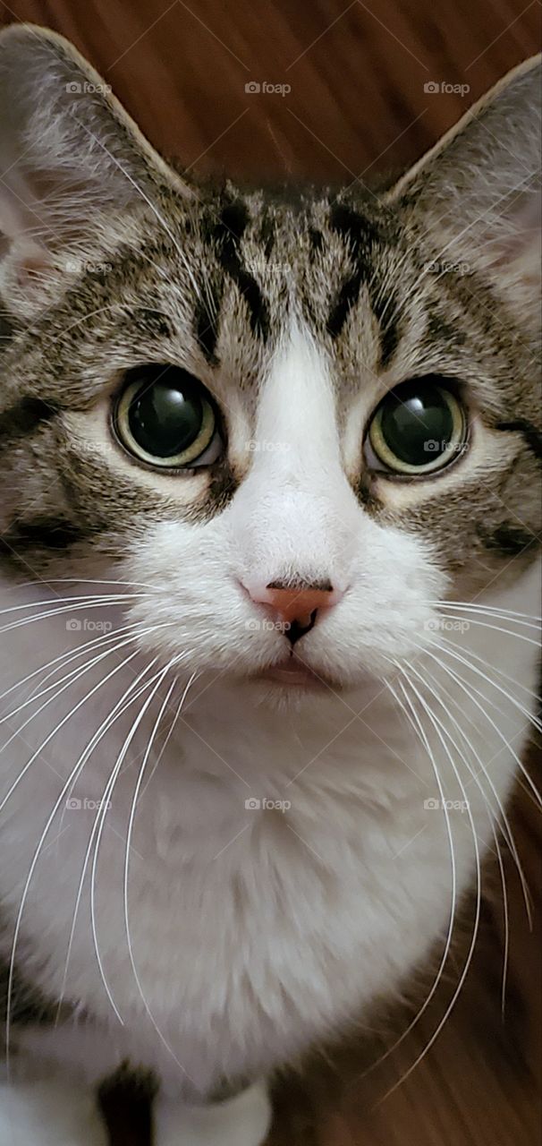 cat shiny eyes