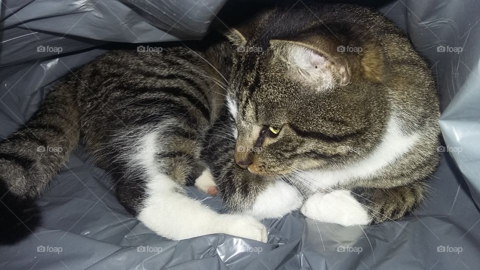 cat in garbage bag funny