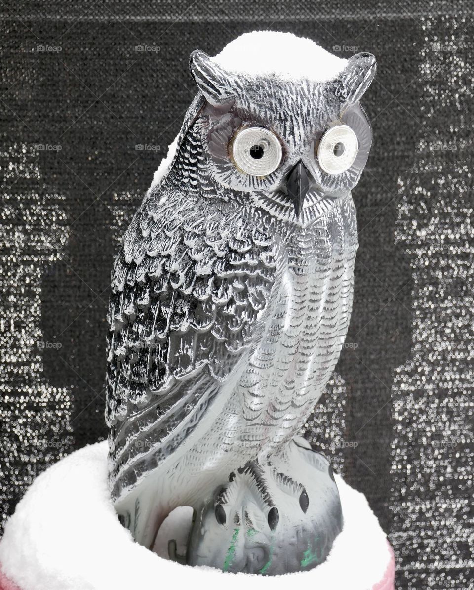 An owl watches over the patio, and gets a dusting of snow during a winter storm. 
