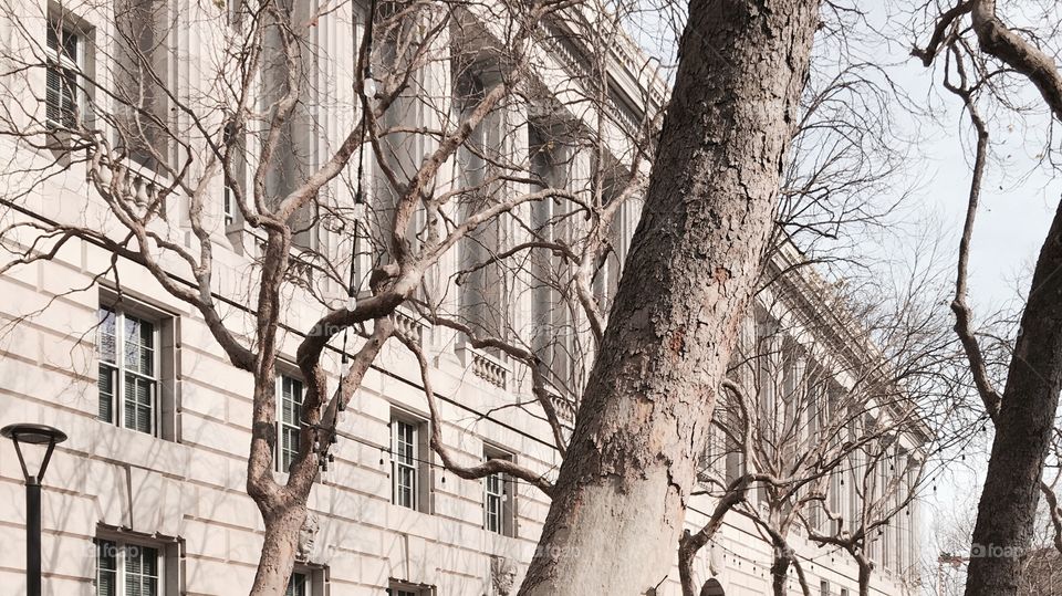 Tree and building 