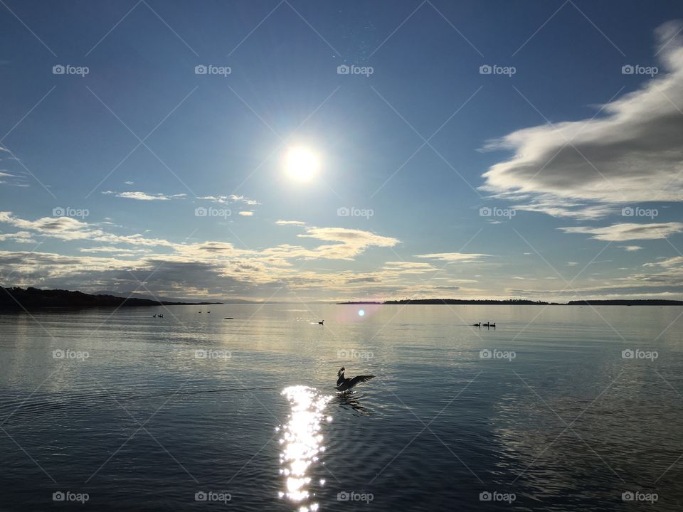 High angle view of bird near sea