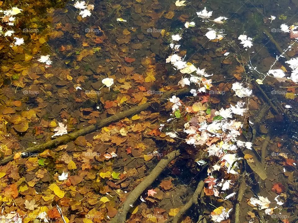 floating leaves