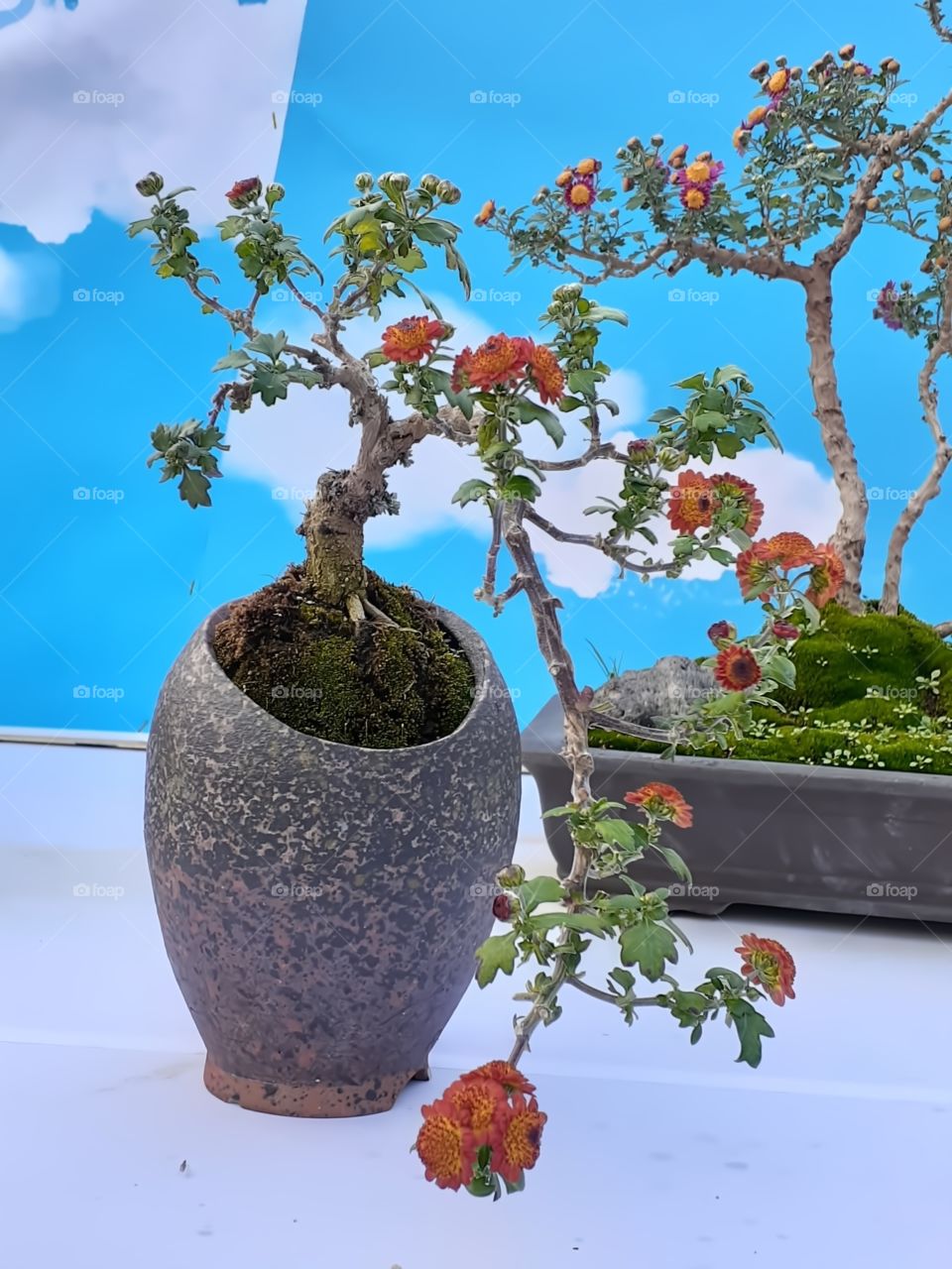 portrait  of a plant