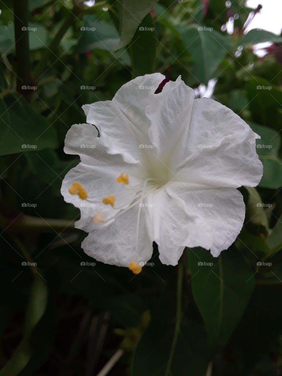 elegant white flower