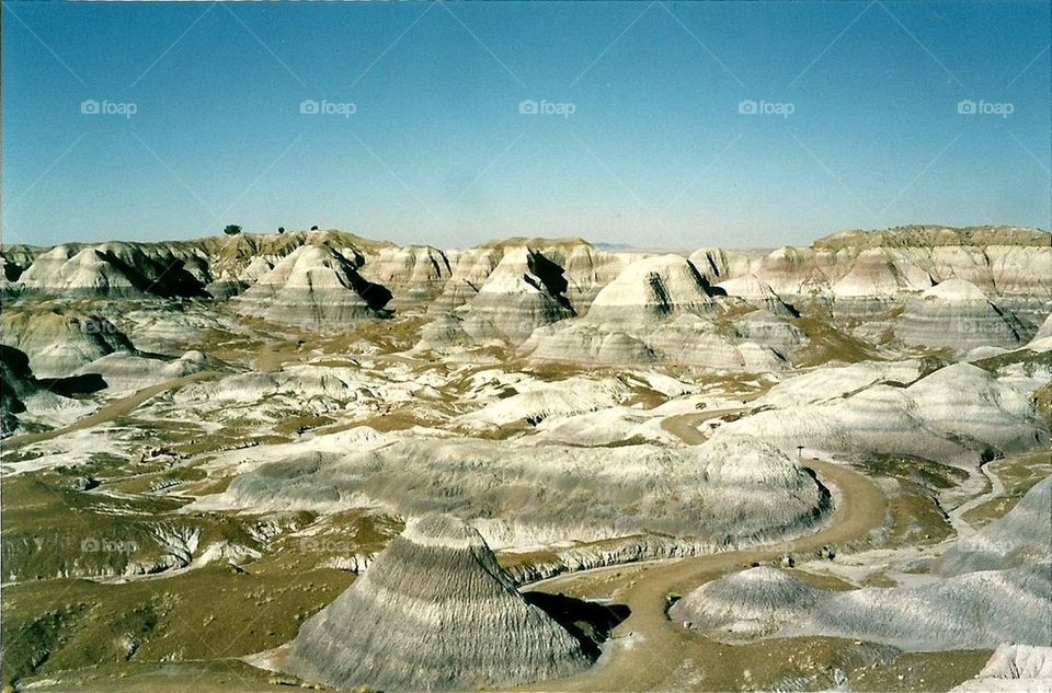 petrified forest