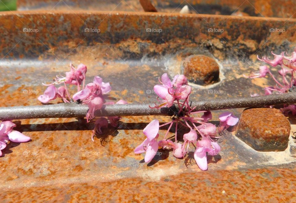 Rusty Red Buds