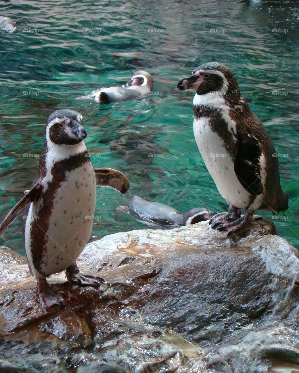 Penguins 🐧🐧