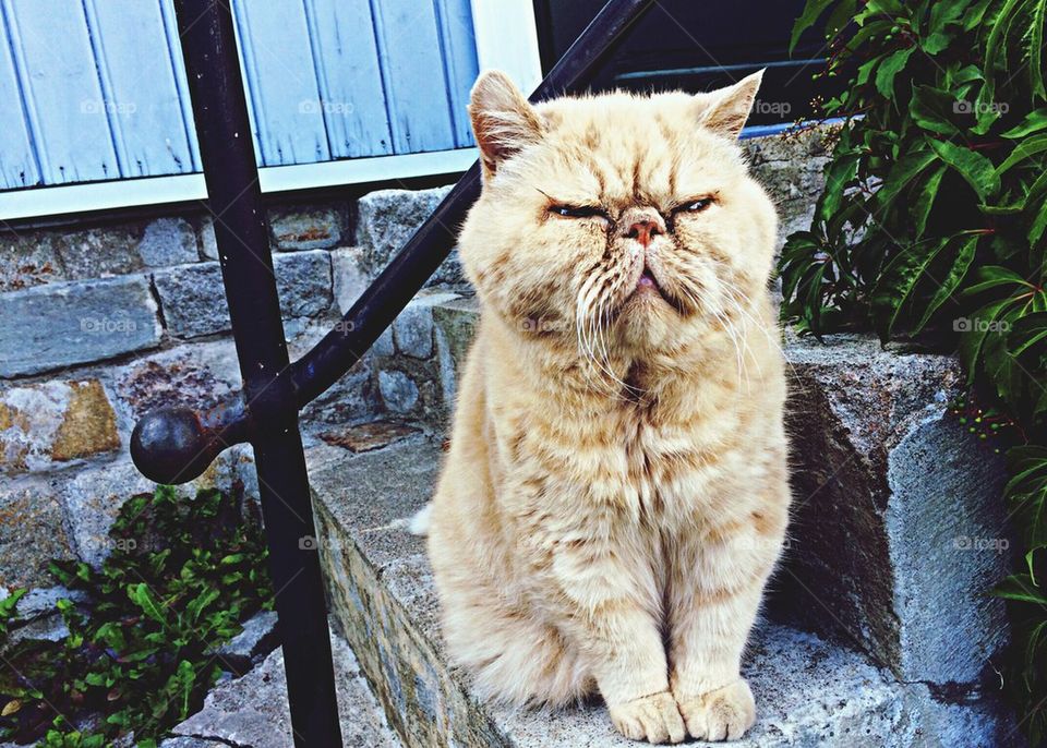 Angry cat or grumpy cat?