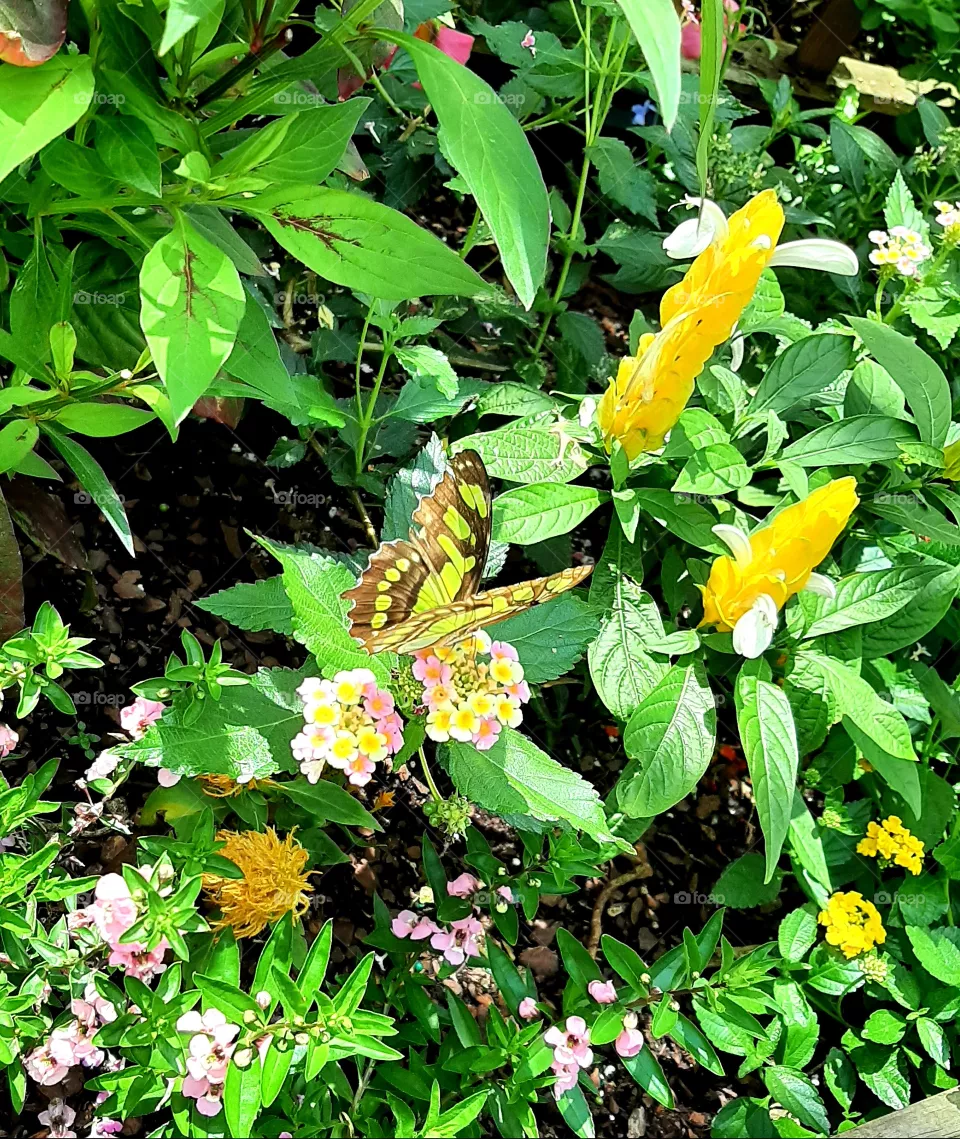 Malachite butterfly on flowers