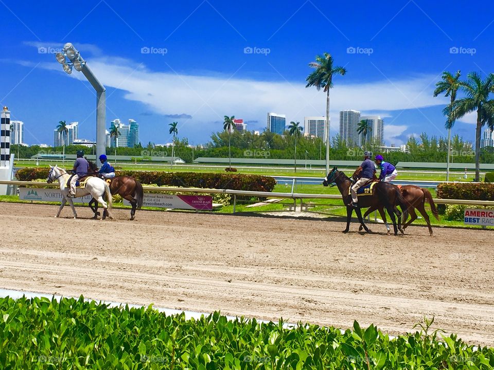 Which which will be the winner?