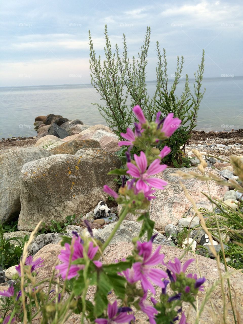 Flower- sea