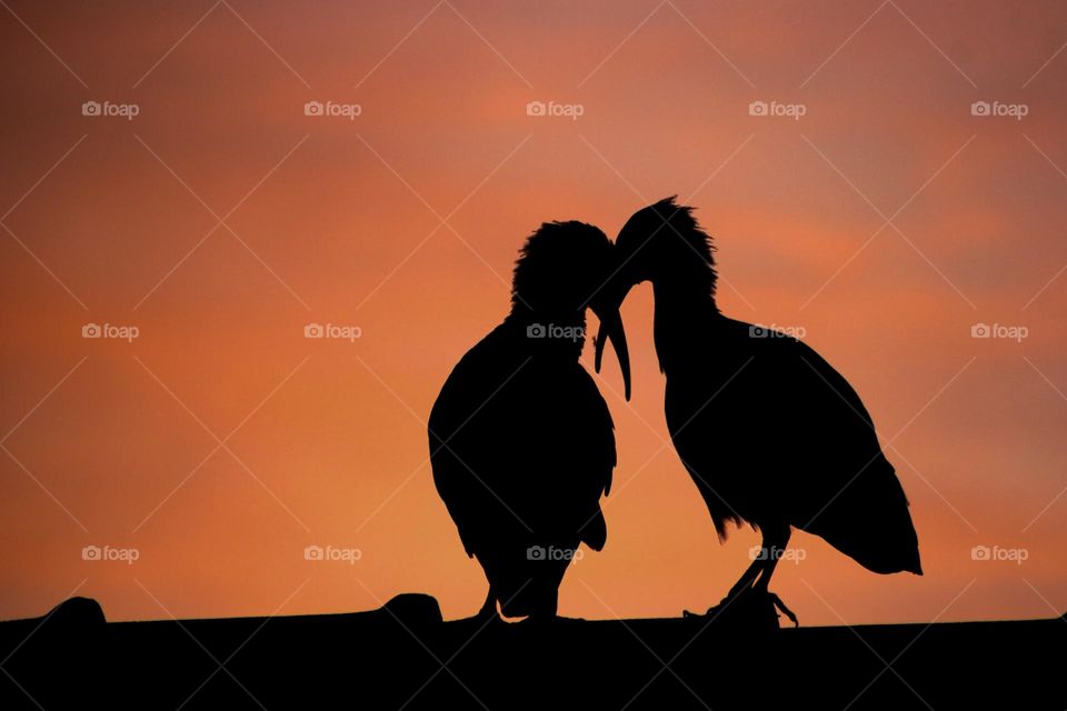 Two hadada ibis birds on a roof at sunrise