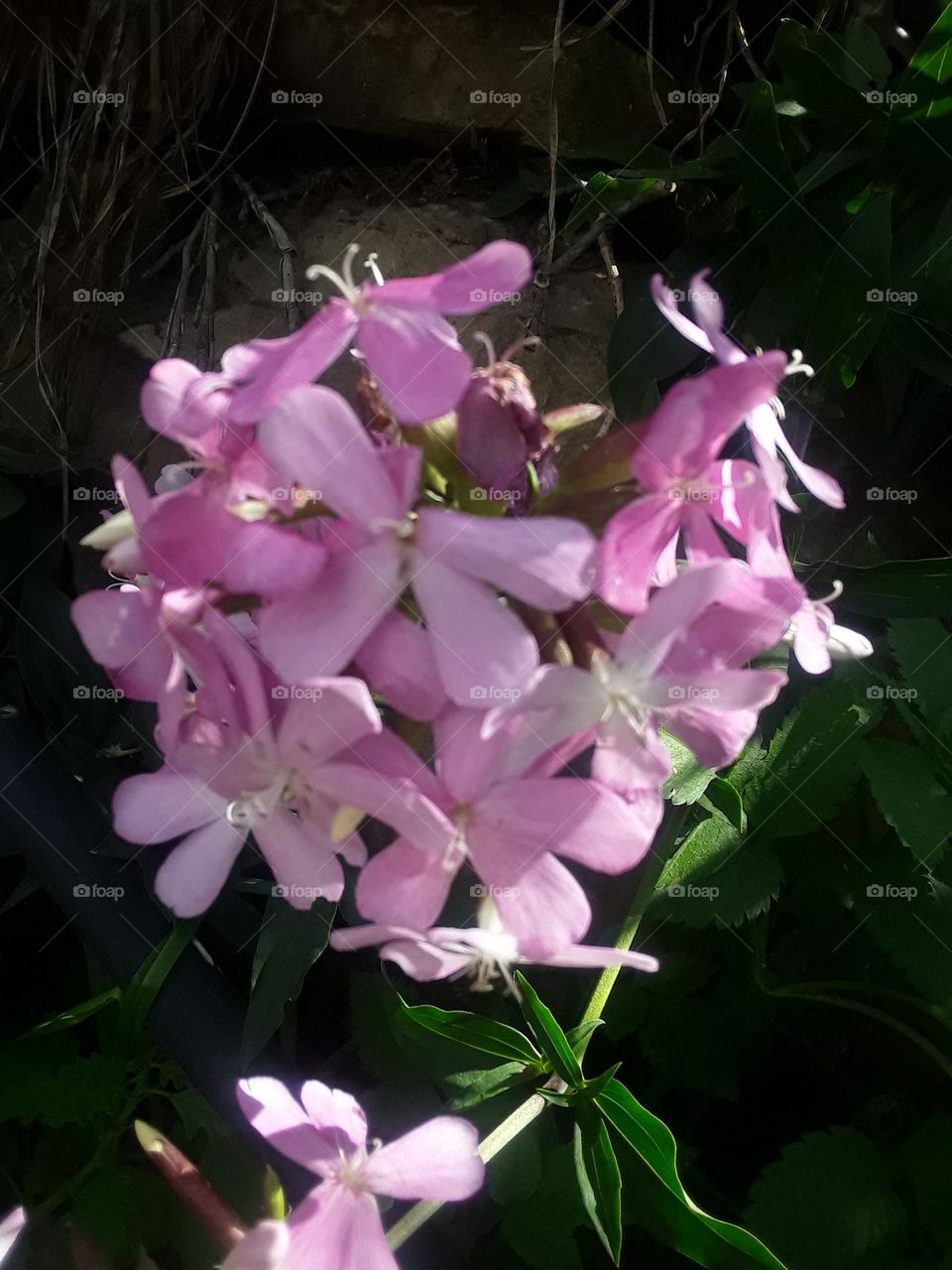 A flourishing flower heads in a shady and sunny conditions near mount Comet