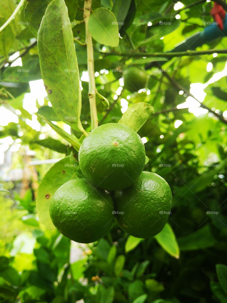 Mexica​ lime​ tree​ ​