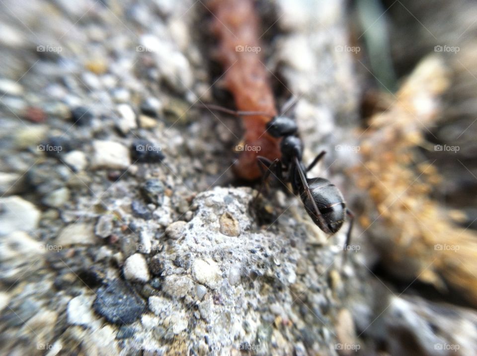 Ant v. Worm. Saw this ant dragging this worm and had to take the pic!
