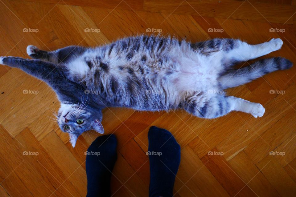 Standing beside a stretched cat on the wooden floor 