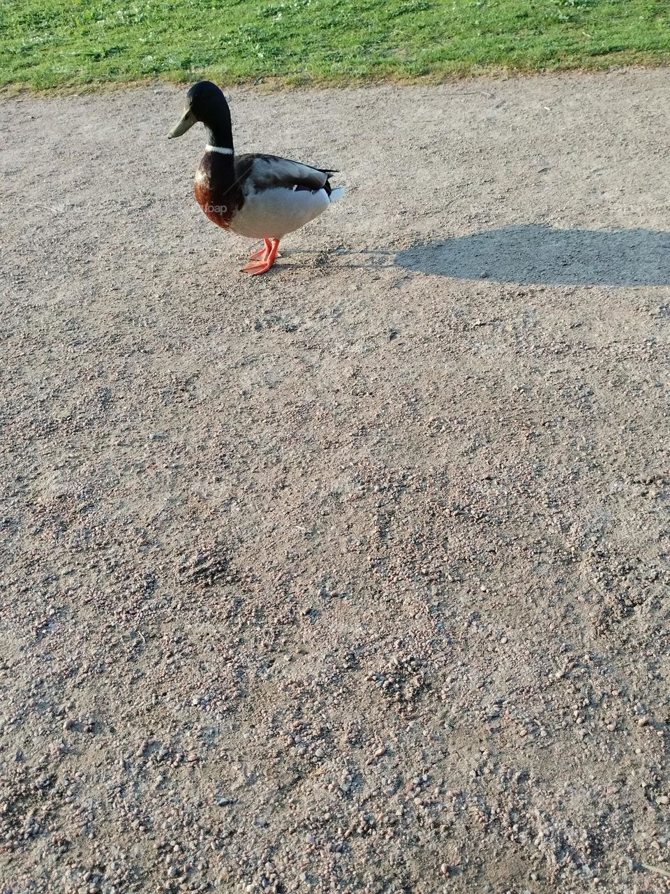 Urban nature- wildlife