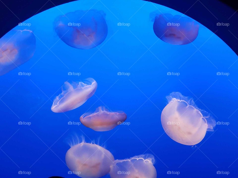 jellyfish