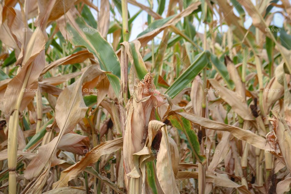 Corn field