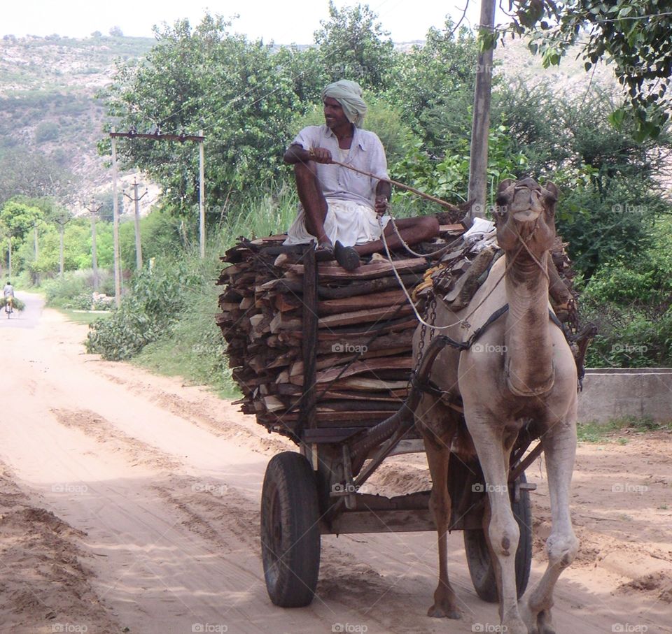 camel and cart in India