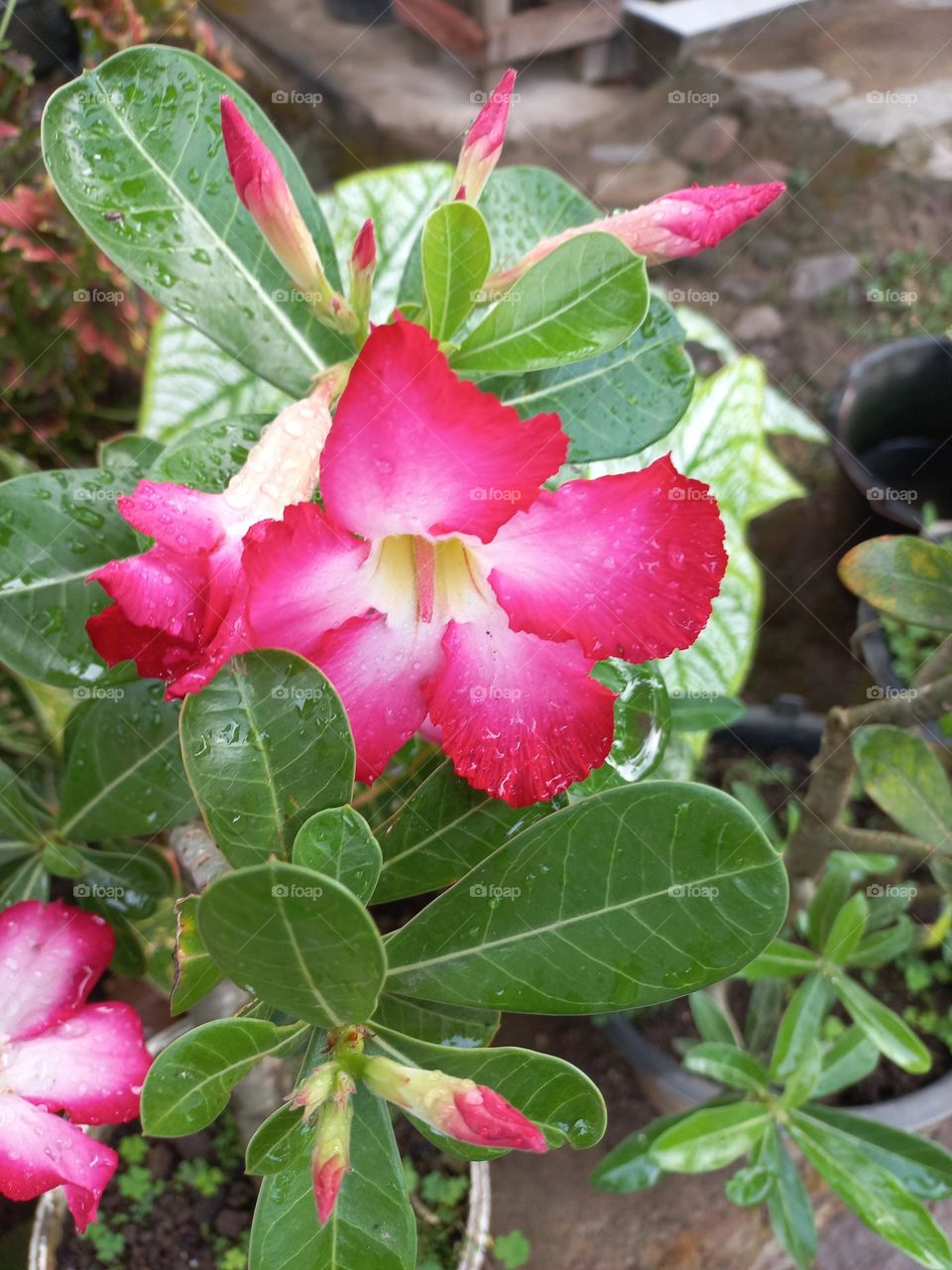 Adenium is a species of ornamental plant whose stem is large, the bottom resembles a tuber, the stem is not cambium