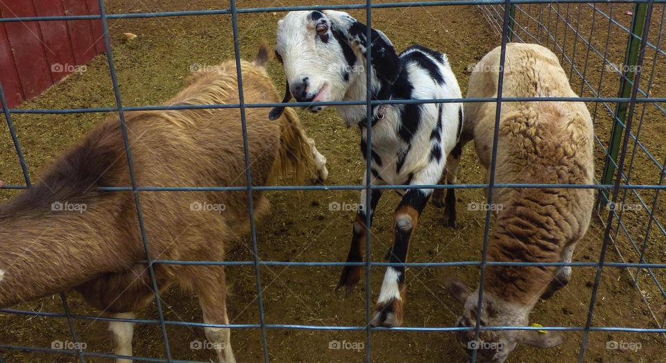 Goats at the zoo