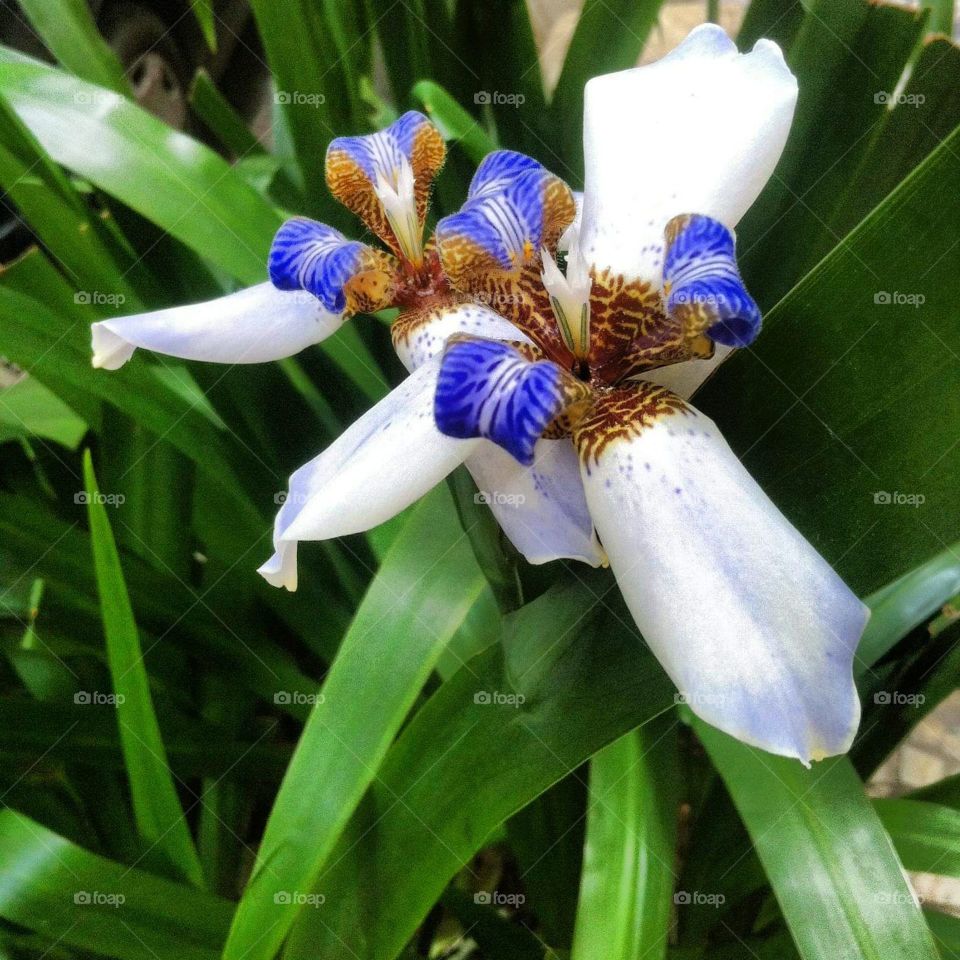 iris