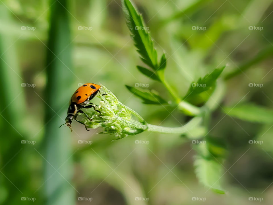 Ladybug on an adventure