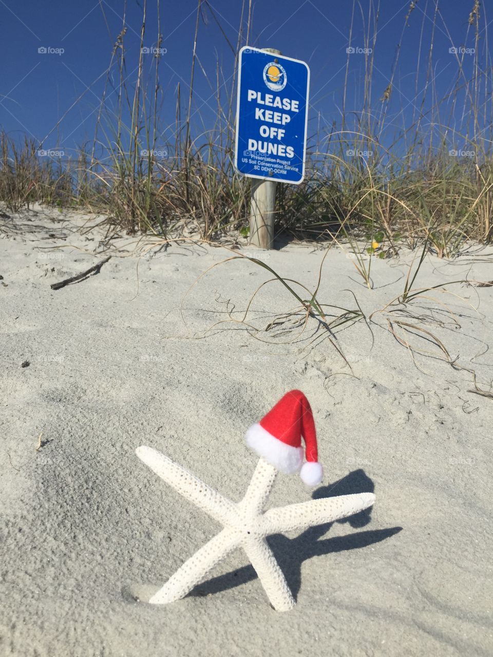 Christmas themed beach concept. White starfish on the beach with the Santa hat.