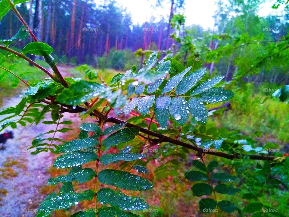 Ripple tree, wet green leaf, rain drops