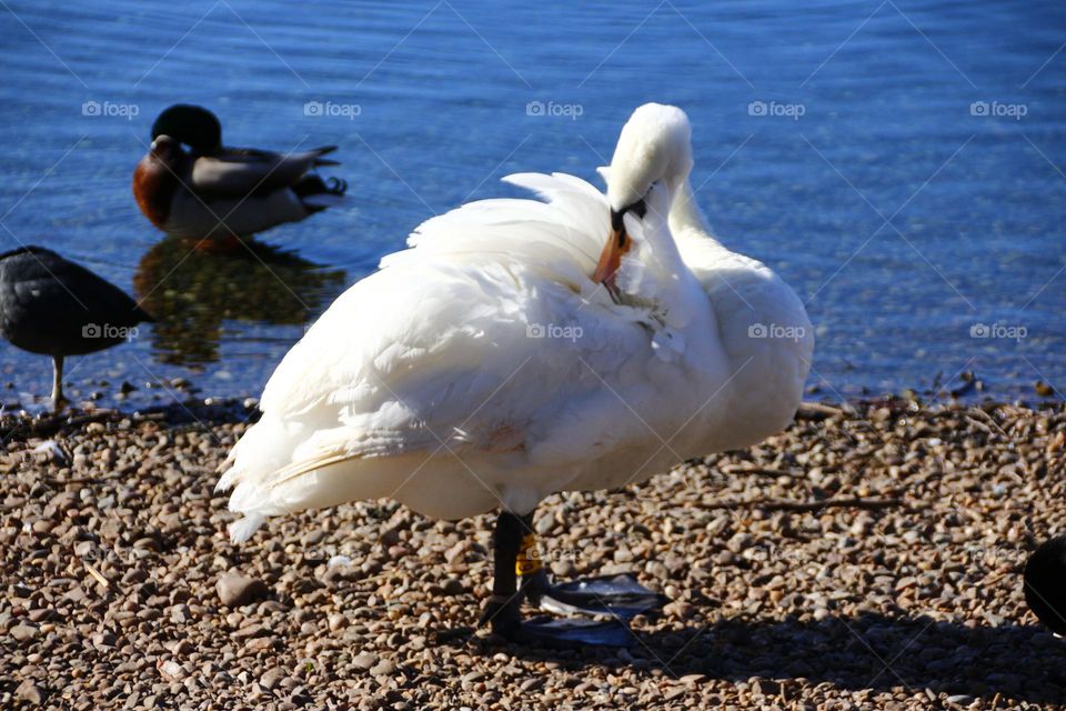 A swan at a lake