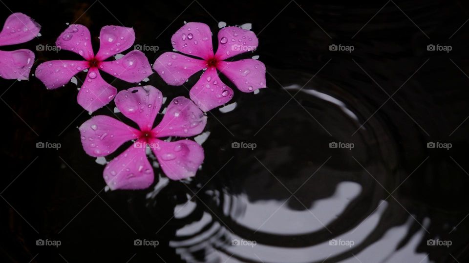 flowers on the water