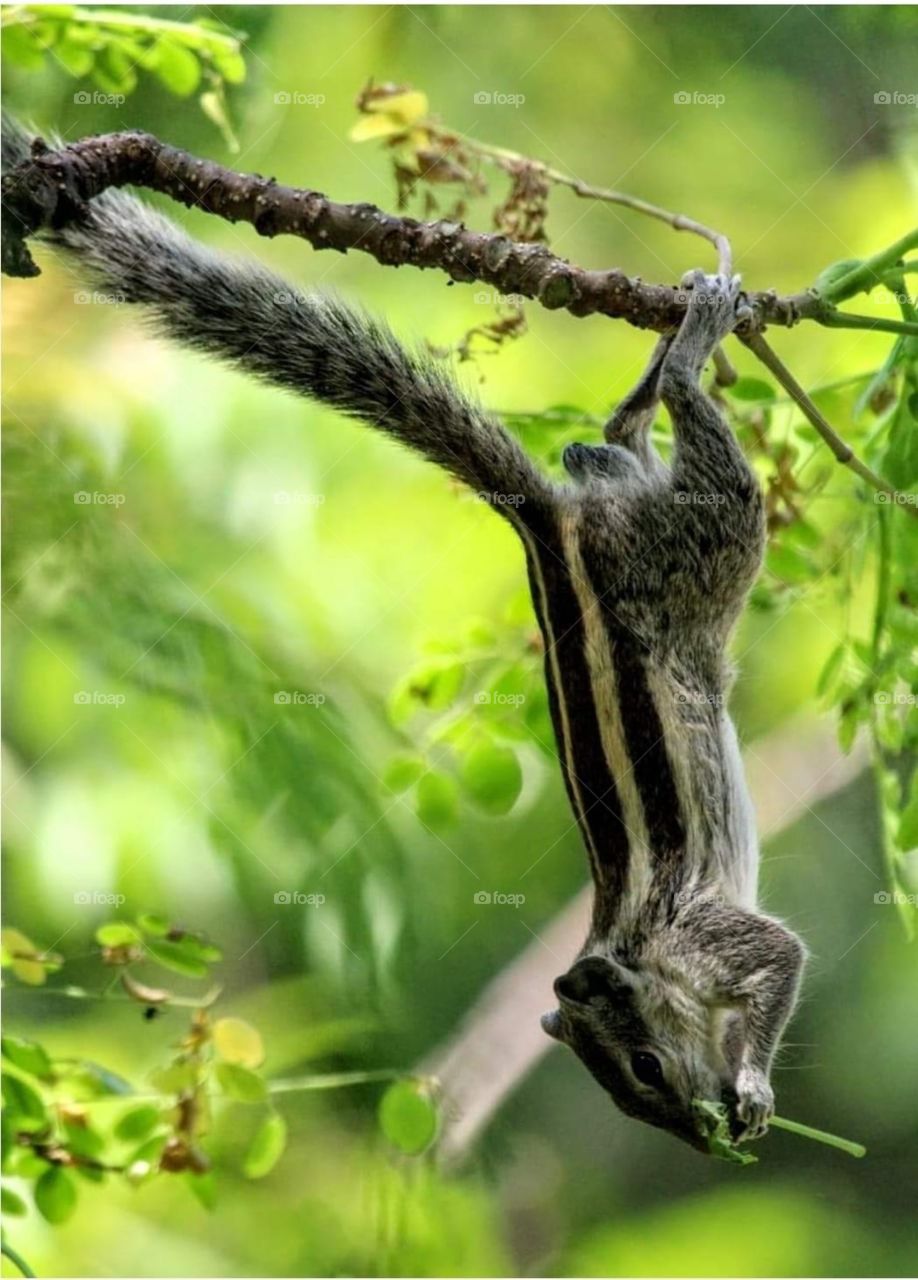 In order to obtain food