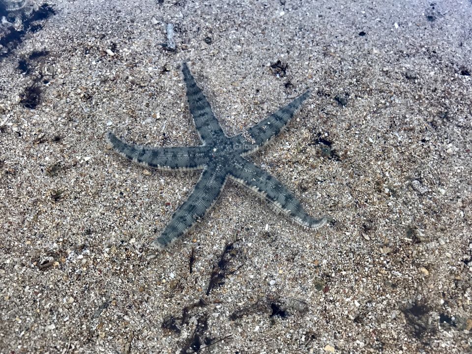 starfish
