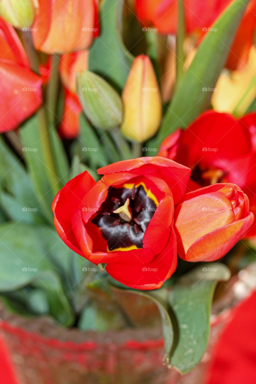 Tulips