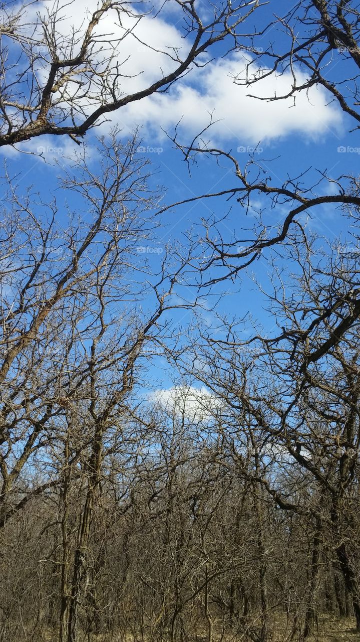 blue sky branches