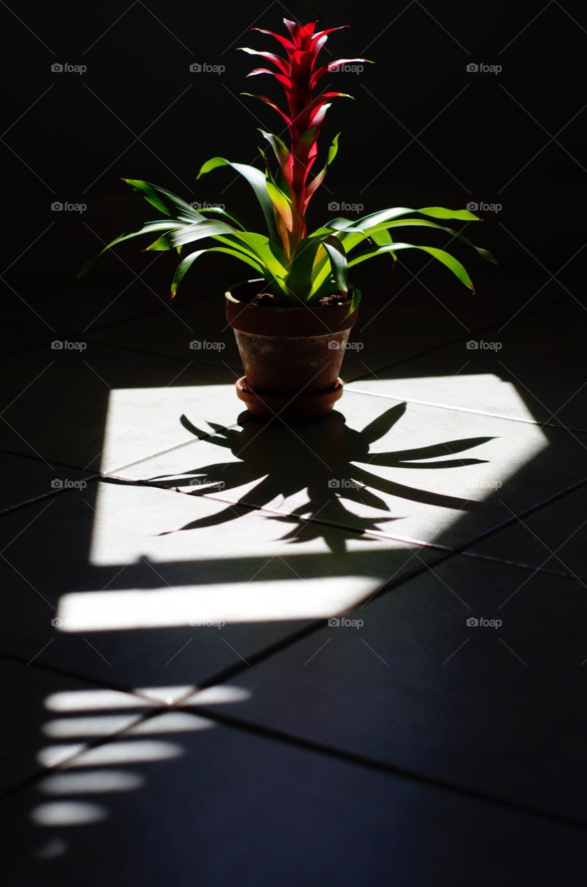 Bromeliad